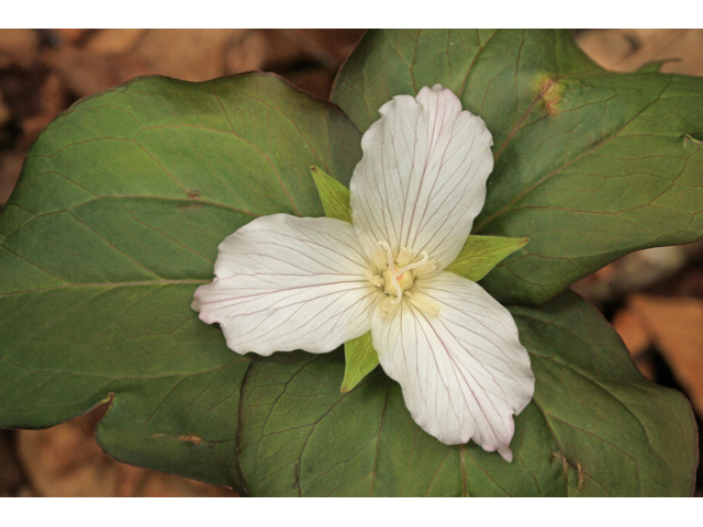 Trillium undulatum (Painted trillium) #47309