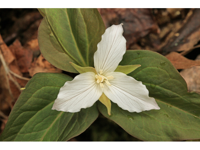 Trillium undulatum (Painted trillium) #47310