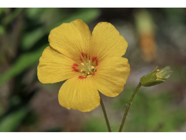 Oxalis priceae (Tufted yellow woodsorrel) #47314