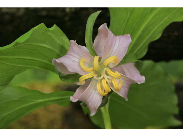 Trillium catesbaei (Bashful wakerobin) #47321