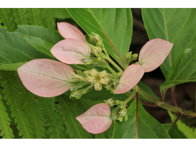 Pinckneya bracteata (Fevertree) #47331