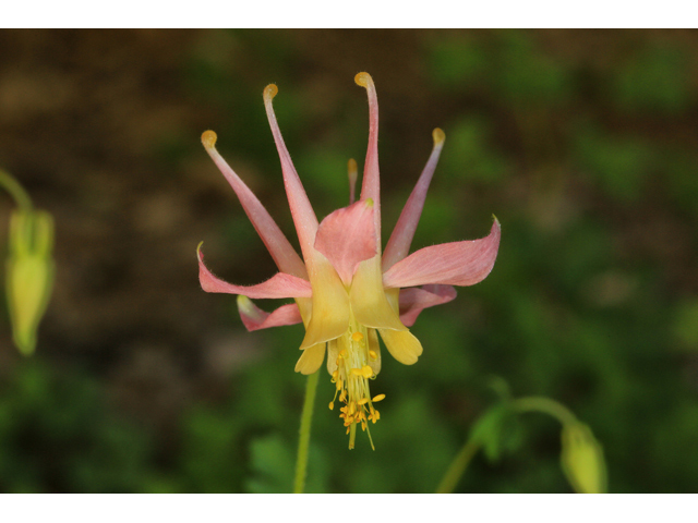 Aquilegia flavescens var. rubicunda (Link trail columbine) #48034