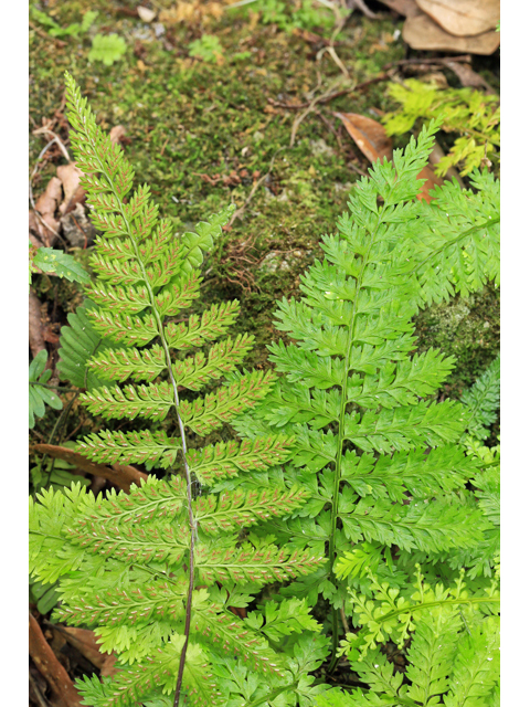 Asplenium cristatum (Hemlock spleenwort) #48037