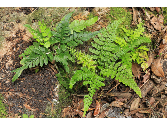 Asplenium abscissum (Cutleaf spleenwort) #48038