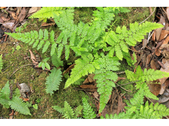 Asplenium cristatum (Hemlock spleenwort) #48041