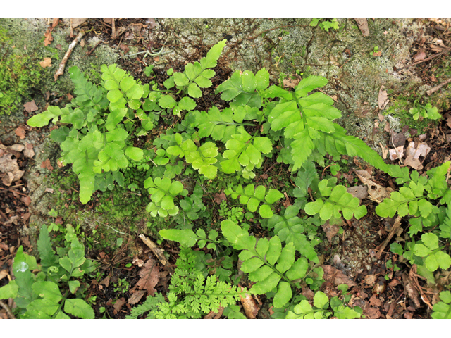 Asplenium abscissum (Cutleaf spleenwort) #48042