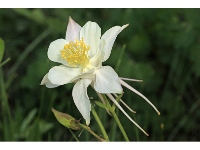 Aquilegia coerulea var. ochroleuca (White colorado columbine) #48048