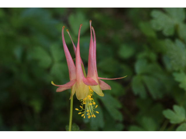 Aquilegia flavescens var. rubicunda (Link trail columbine) #48055