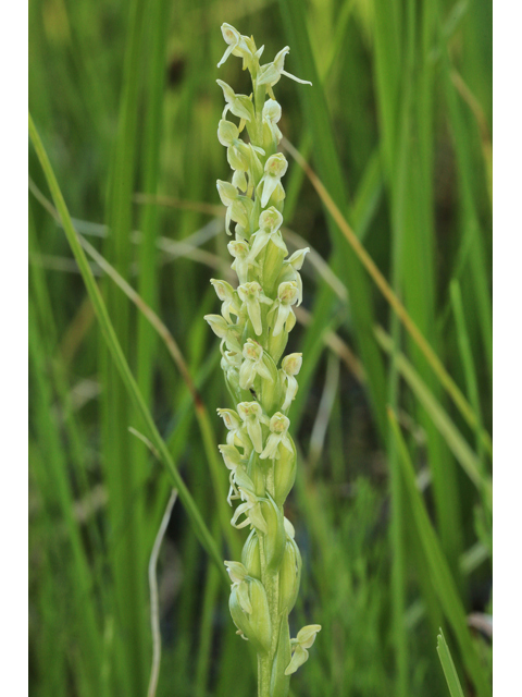 Platanthera hyperborea (Northern green orchid) #48059