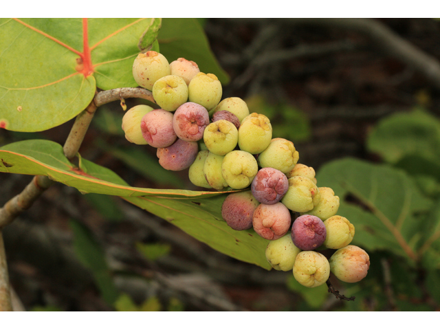 Coccoloba uvifera (Seagrape) #48083