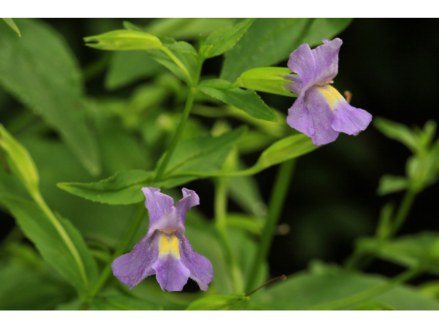 Mimulus ringens (Allegheny monkeyflower) #48094