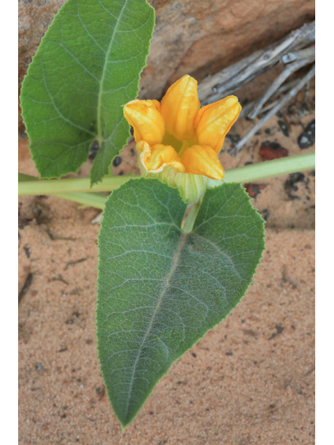 Cucurbita foetidissima (Stinking gourd) #48103