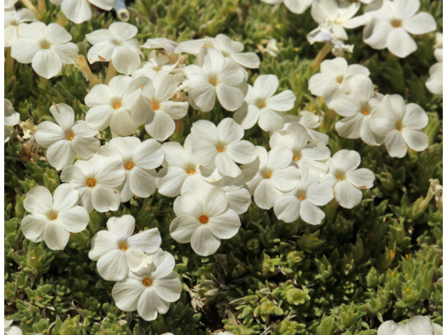 Phlox pulvinata (Cushion phlox) #48114