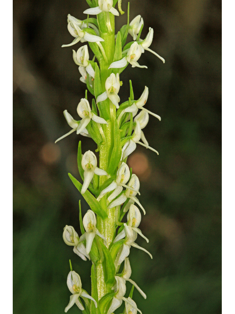 Platanthera dilatata (Scentbottle) #48117