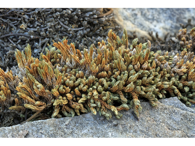 Selaginella watsonii (Watson's spikemoss) #48119