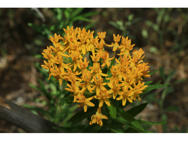 Asclepias tuberosa (Butterflyweed) #48126