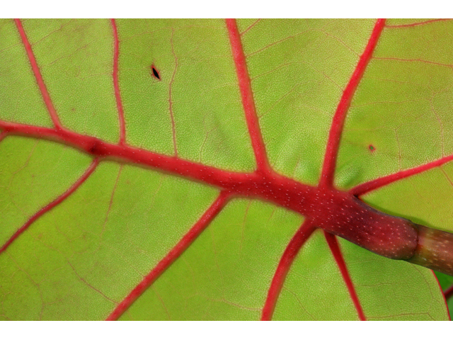 Coccoloba uvifera (Seagrape) #48139