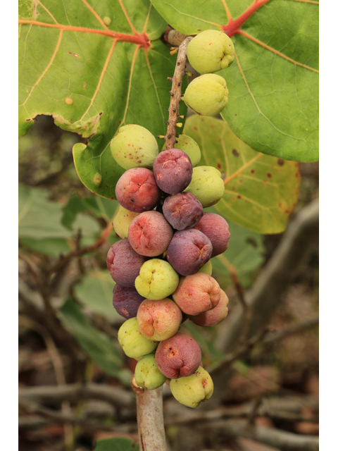 Coccoloba uvifera (Seagrape) #48141