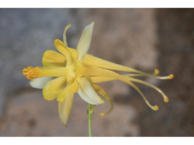 Aquilegia chrysantha var. chrysantha (Golden columbine) #48148