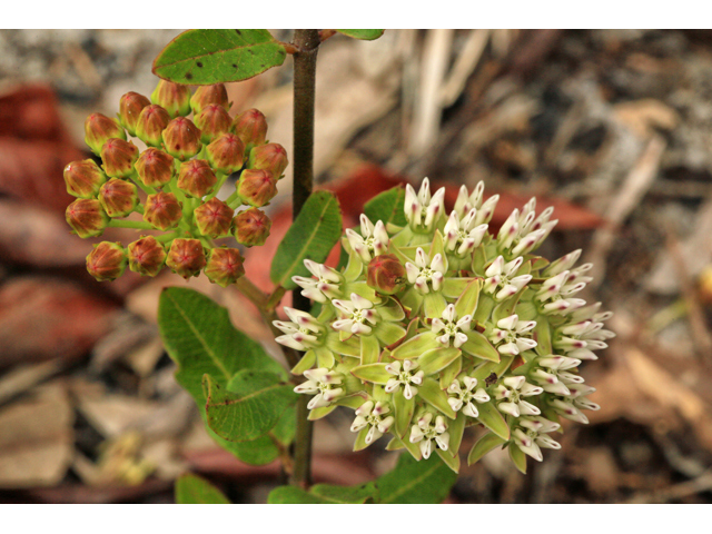 Asclepias curtissii (Curtiss's milkweed) #48165