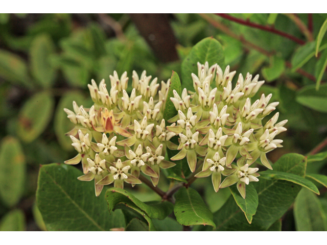 Asclepias curtissii (Curtiss's milkweed) #48166