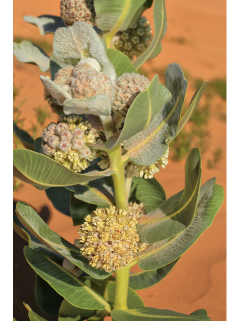 Asclepias welshii (Welsh's milkweed) #48174