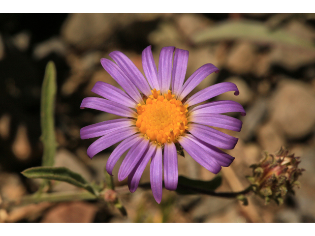 Machaeranthera canescens (Hoary tansyaster) #48183