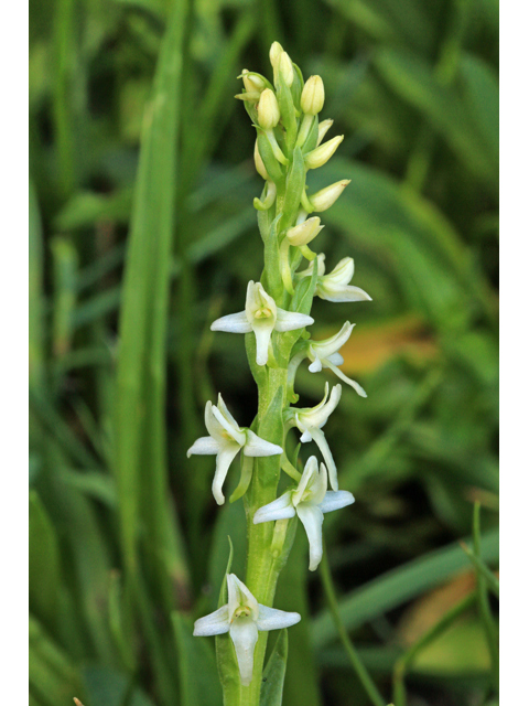 Platanthera dilatata (Scentbottle) #48184