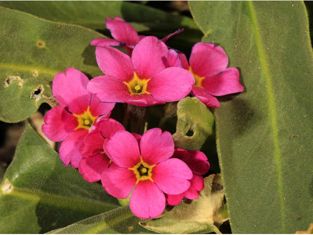 Primula parryi (Parry's primrose) #48186