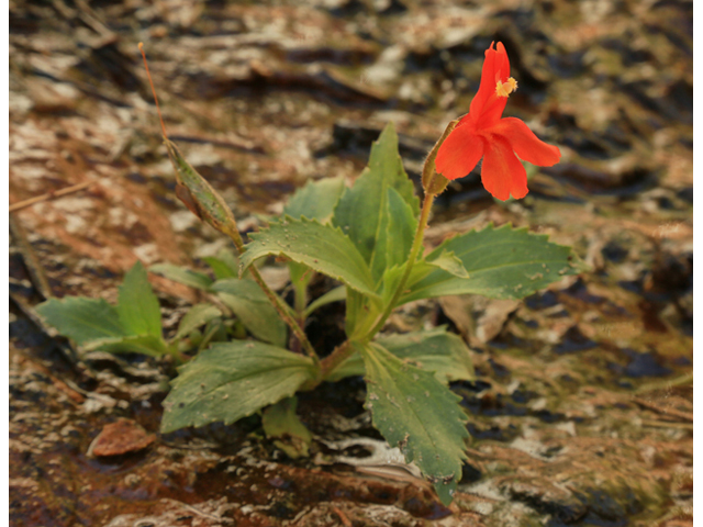 Mimulus cardinalis (Scarlet monkeyflower) #48195