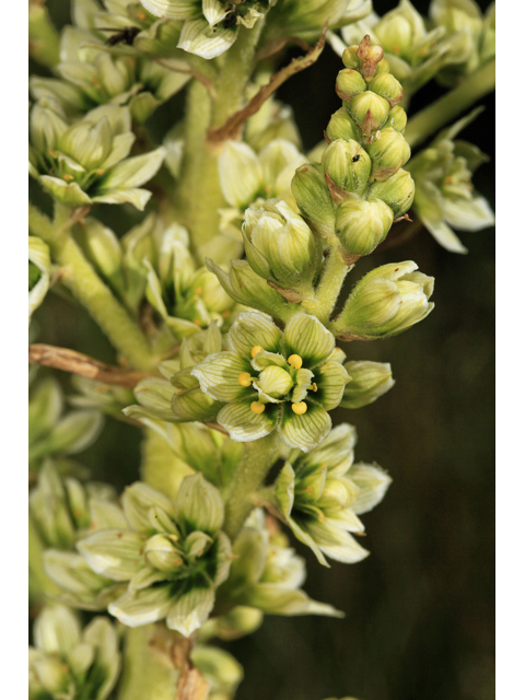 Veratrum californicum (California false hellebore) #48196