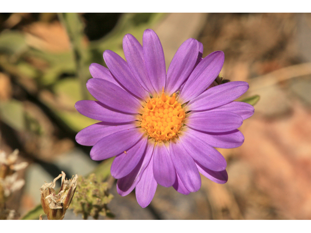 Machaeranthera canescens (Hoary tansyaster) #48201