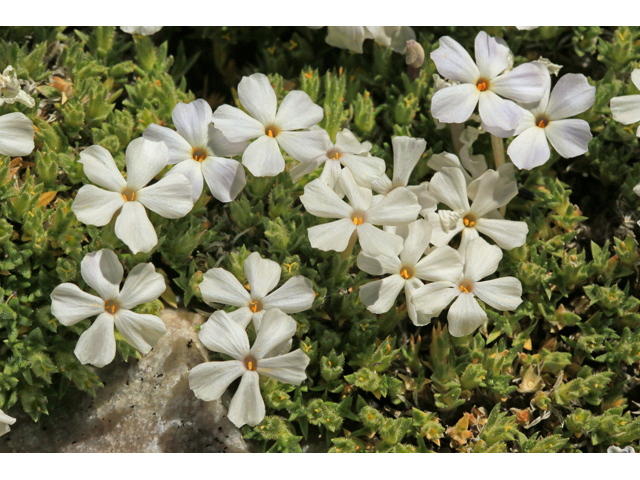 Phlox pulvinata (Cushion phlox) #48203