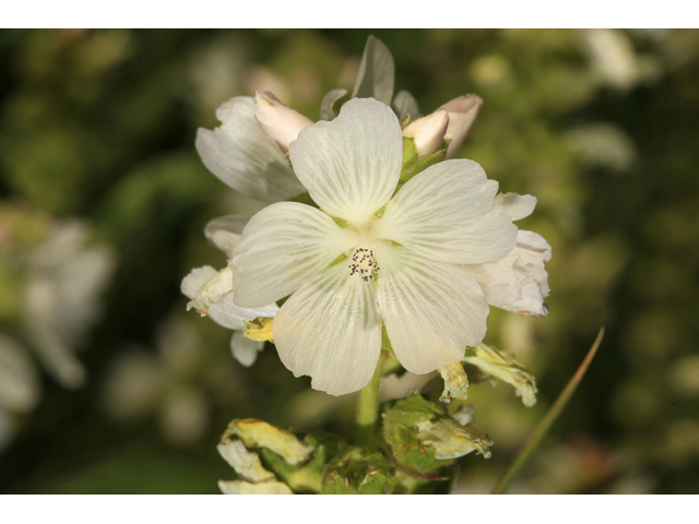 Sidalcea candida (White checkerbloom) #48205