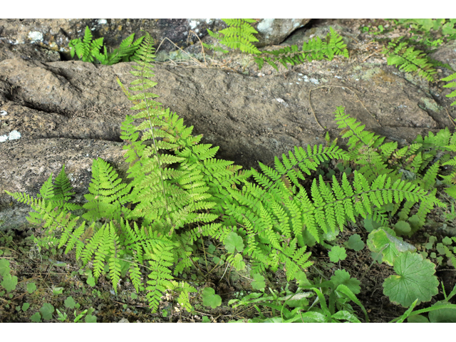 Cystopteris bulbifera (Bulblet bladder fern) #48218