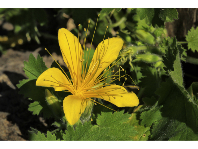 Eucnide bartonioides (Yellow rocknettle) #48222