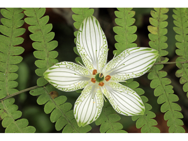 Thelypteris palustris (Eastern marsh fern) #48229