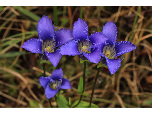 Gentianopsis crinita (Greater fringed gentian) #48231