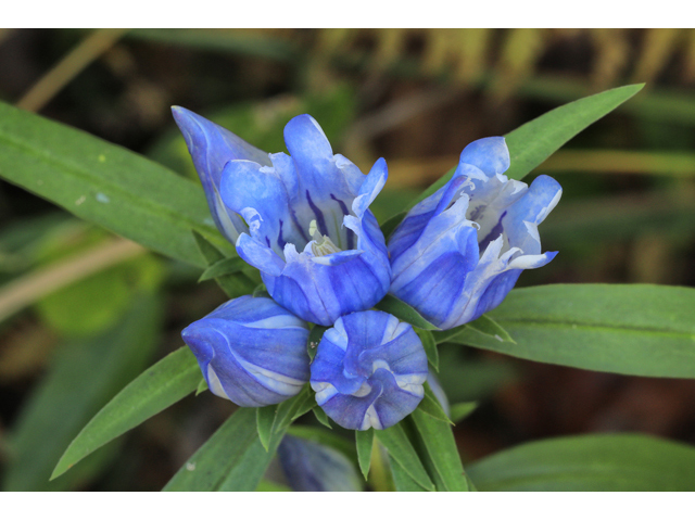 Gentiana saponaria (Harvestbells) #48236