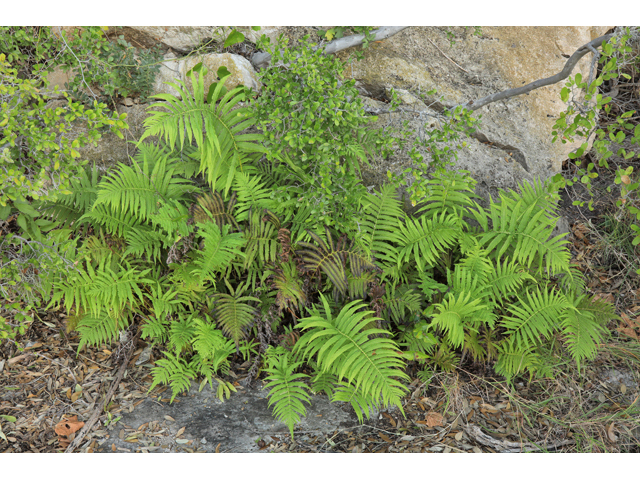 Thelypteris ovata var. lindheimeri (Lindheimer's marsh fern) #48251