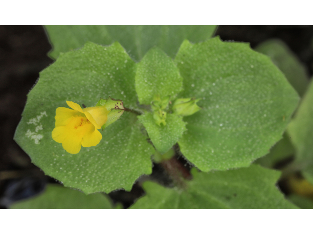 Mimulus glabratus (Roundleaf monkeyflower) #48252