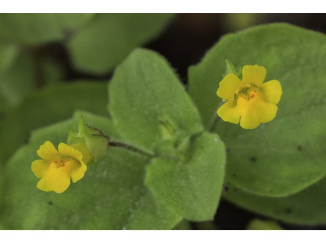 Mimulus glabratus (Roundleaf monkeyflower) #48253