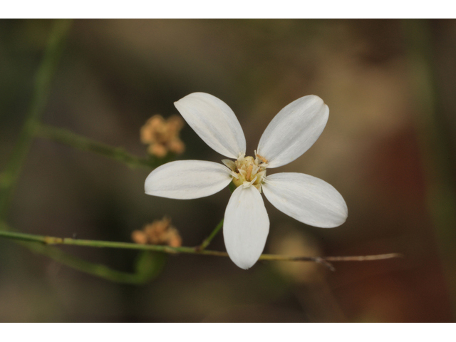 Chaetopappa effusa (Spreading leastdaisy) #48255