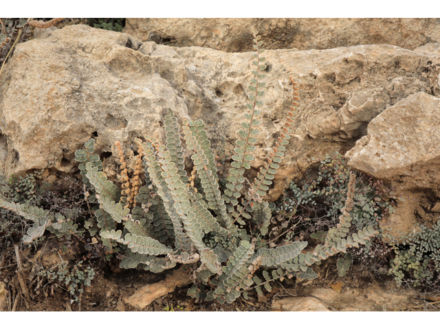 Astrolepis integerrima (Hybrid cloakfern) #48260