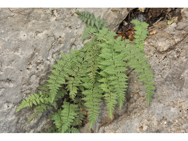 Cheilanthes alabamensis (Alabama lipfern) #48268