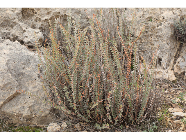 Astrolepis cochisensis (Cochise scaly cloakfern) #48274