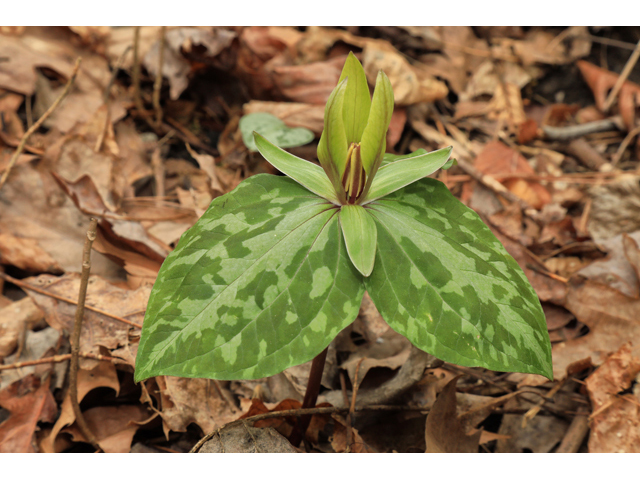 Trillium cuneatum (Little sweet betsy) #48288