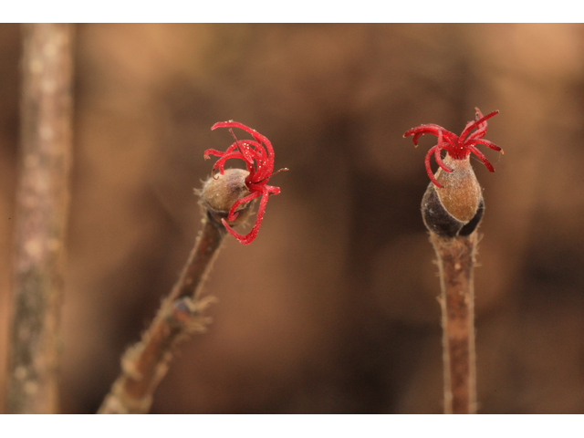 Corylus cornuta (Beaked hazelnut) #48290