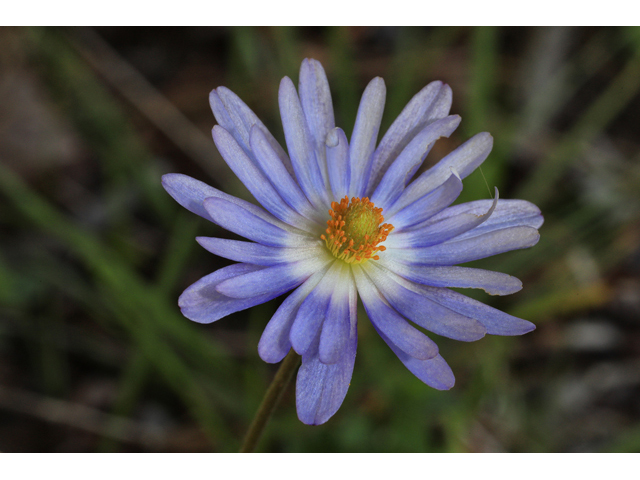 Anemone caroliniana (Carolina anemone) #48298