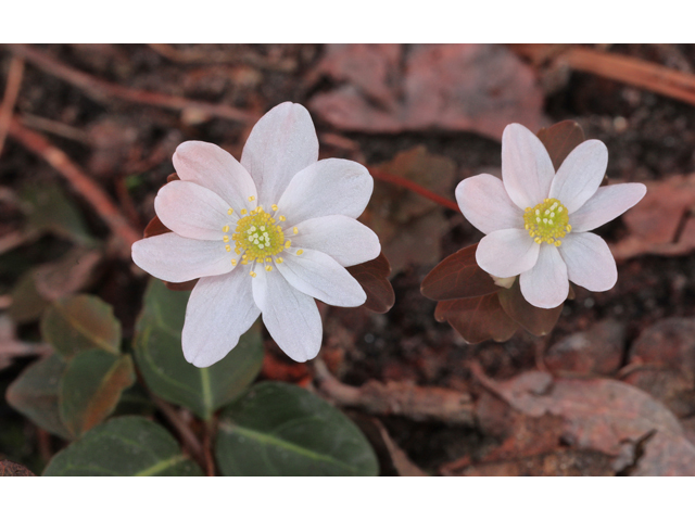 Thalictrum thalictroides (Rue anemone) #48306